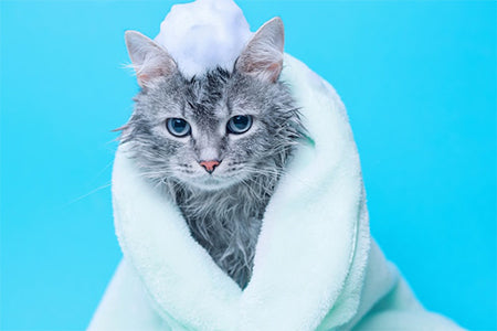 Cuidado e Higiene de Gatos